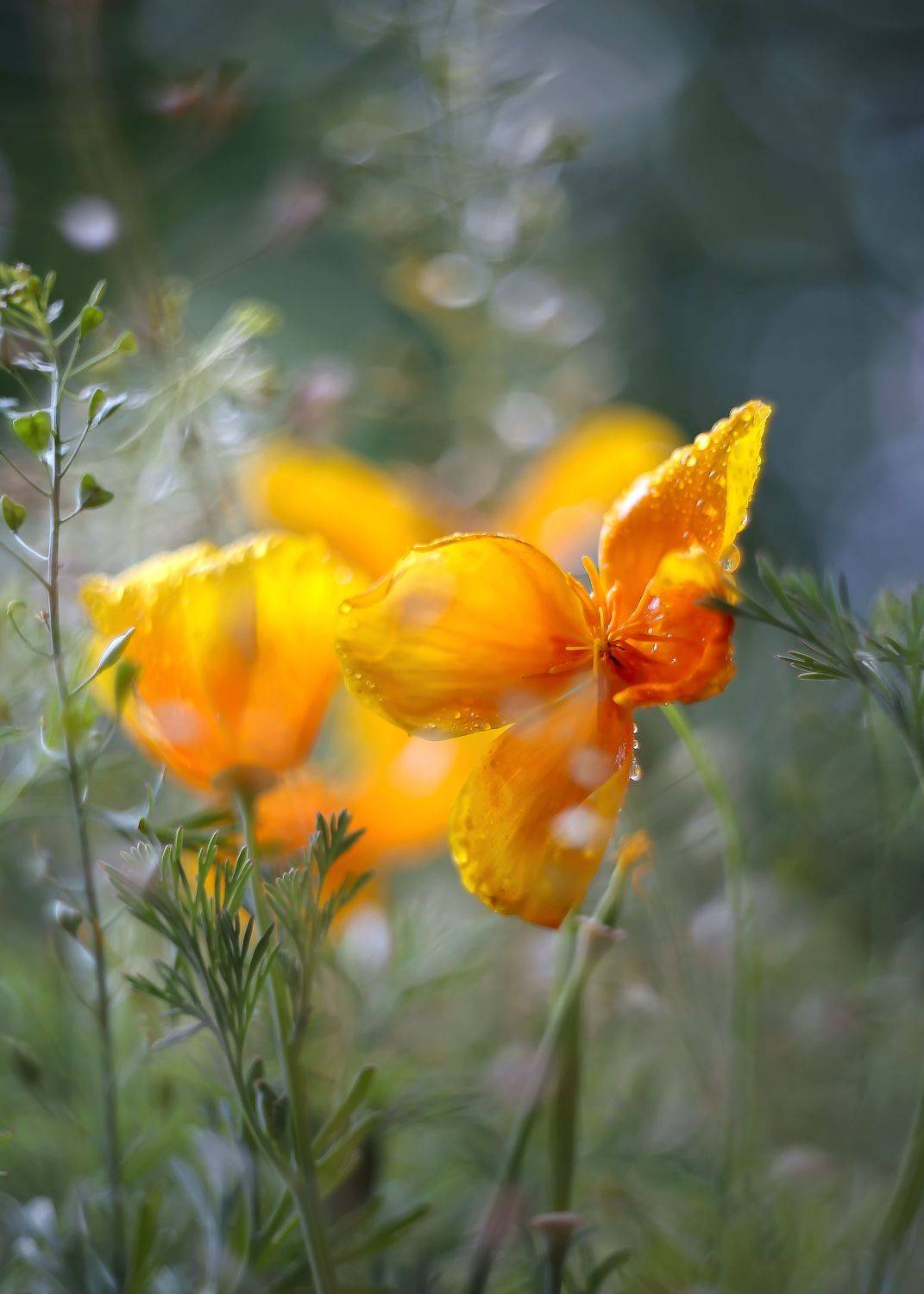 РаспахнУл душу.... Автор: ИРИНА ГОРЮКИНА август, цвет жизни, старый объектив, гелиос 44-3, моя беларусь,краски жизни, ИРИНА ГОРЮКИНА