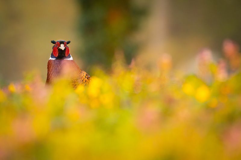 Pheasantphoto preview