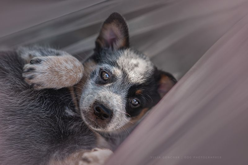 Австралийский хилерphoto preview