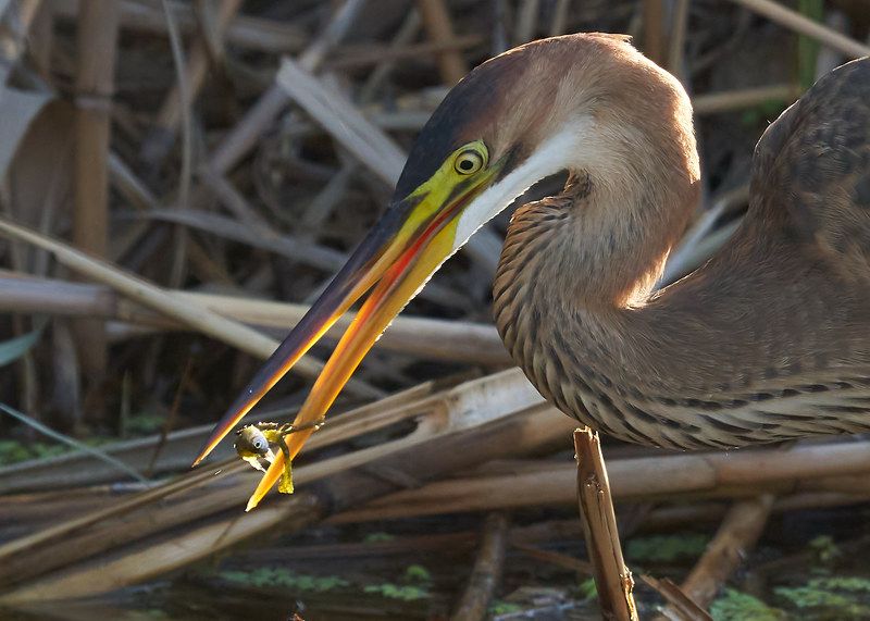 Цапля рыжаяphoto preview