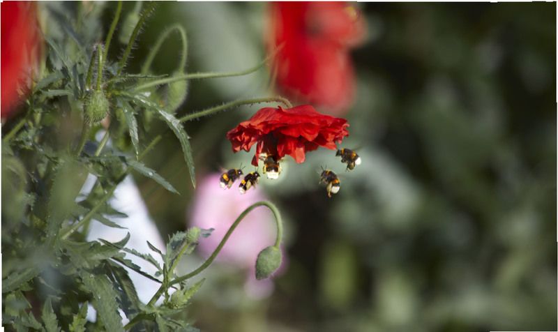 Праздник Меда…Мой сад. Москваphoto preview