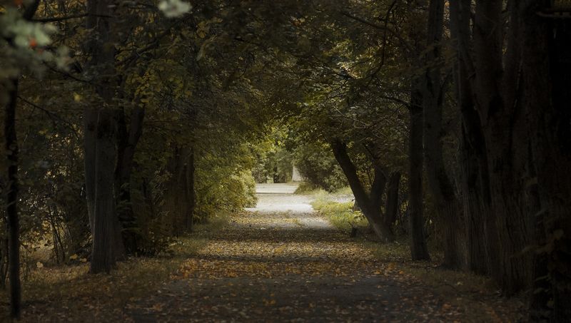 Темные аллеиphoto preview