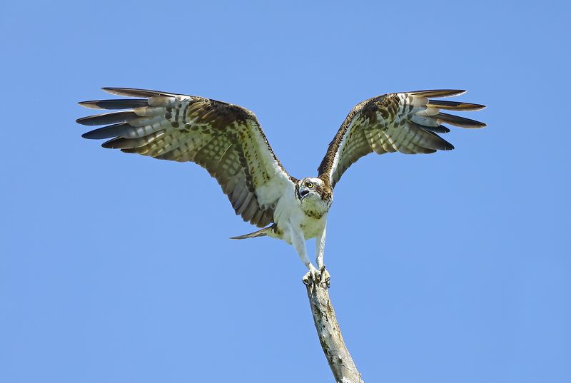 Скопа.photo preview