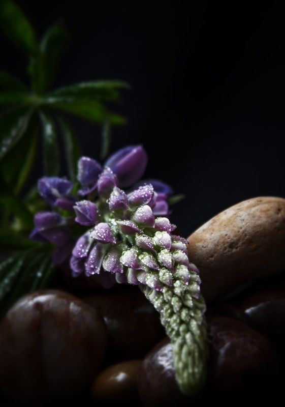 Натюрмортphoto preview