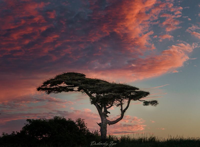 фото превью