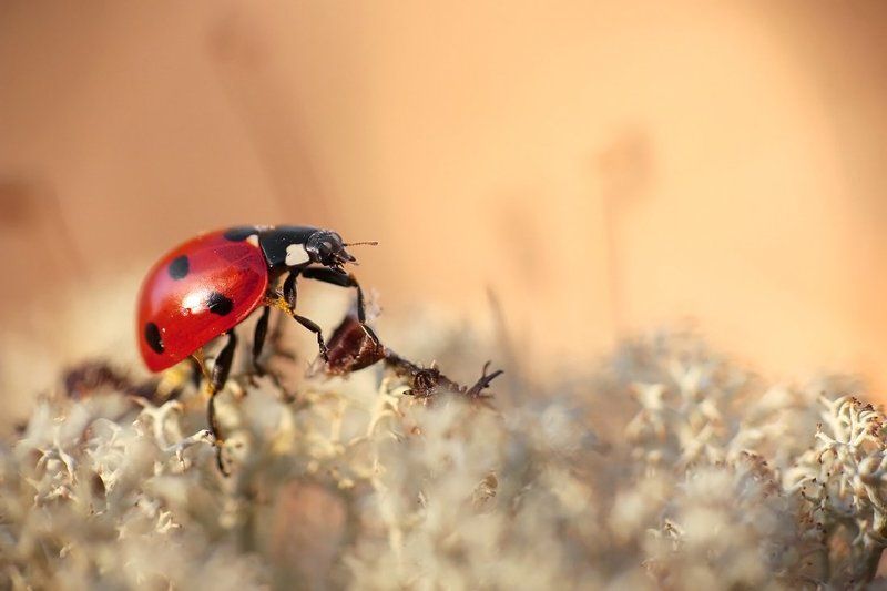 Божья Коровка.photo preview