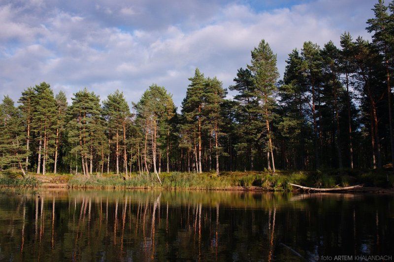 Лес у озераphoto preview