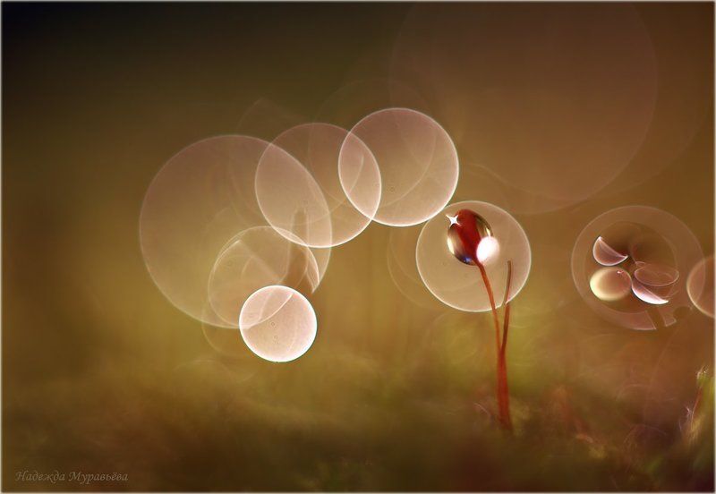 Марсианские хроникиphoto preview