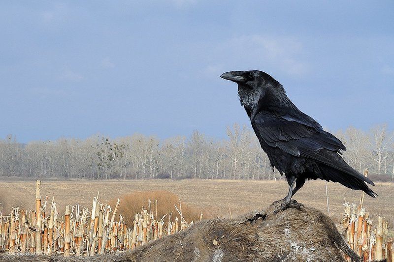 Ворон - птица важнаяphoto preview