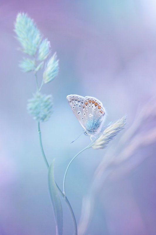 Бабочка, Божья коровка, Лист, Нежность Летний миражphoto preview