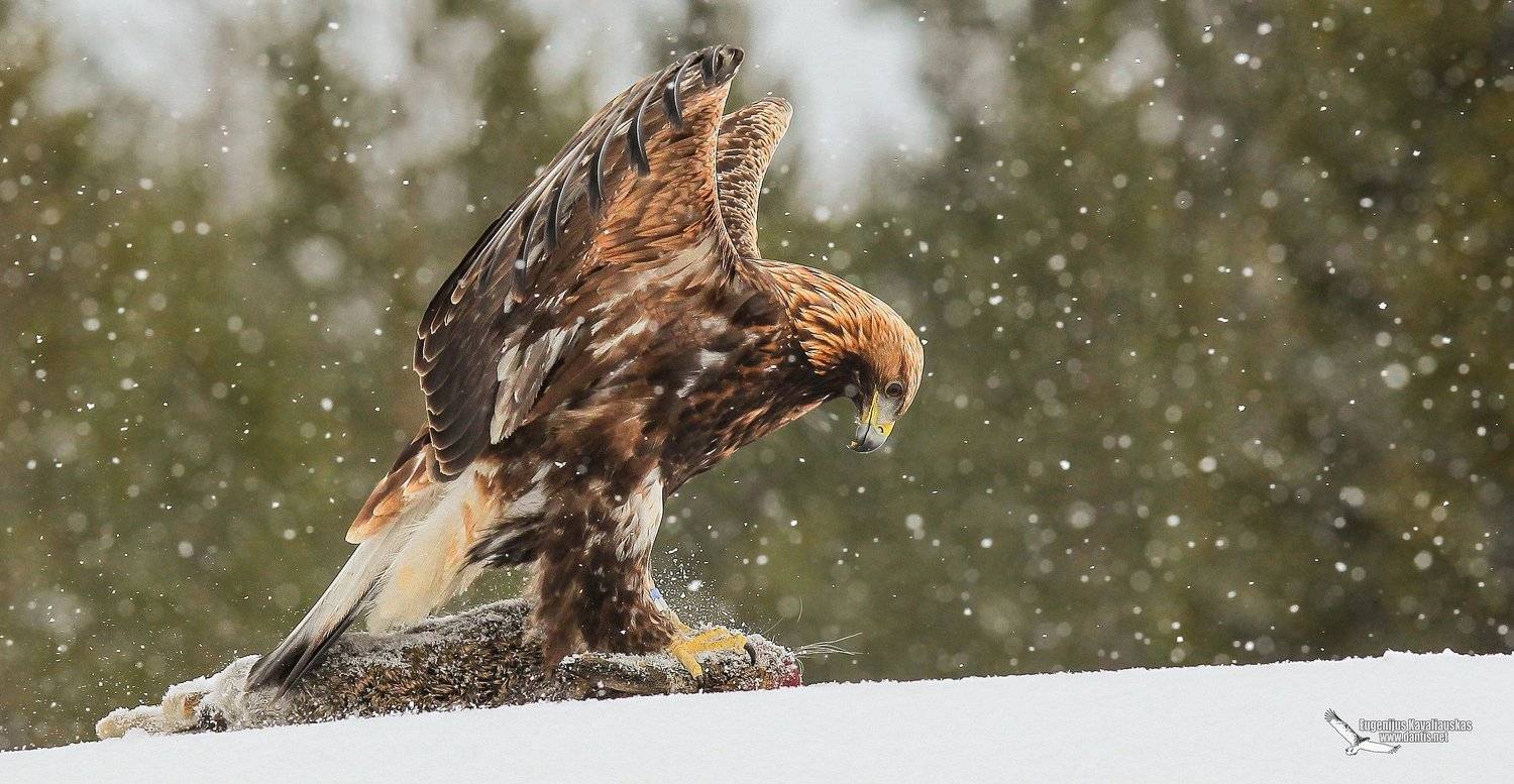 , Eugenijus Kavaliauskas