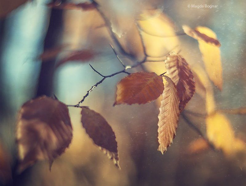 Golden Autumnphoto preview