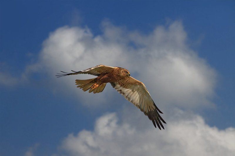 Охотникphoto preview