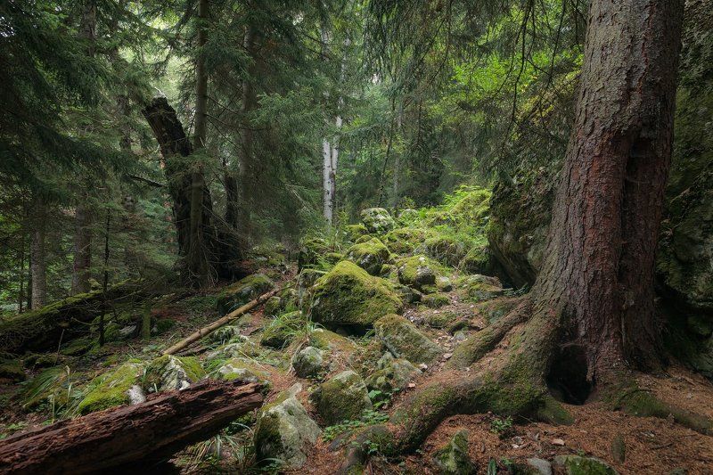 Деревья, Кавказ, Лес, Пейзаж, Природа В лесу Северного Кавказаphoto preview