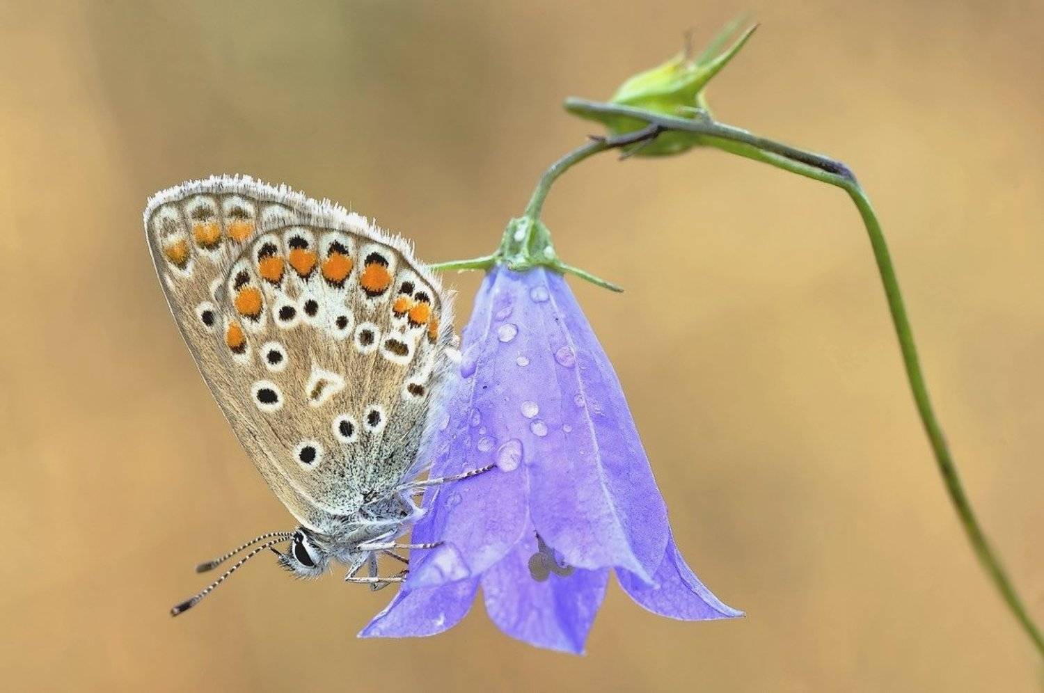 Автор: ZULUS , ZULUS