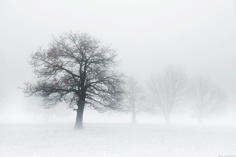 В плену белого туманаphoto preview