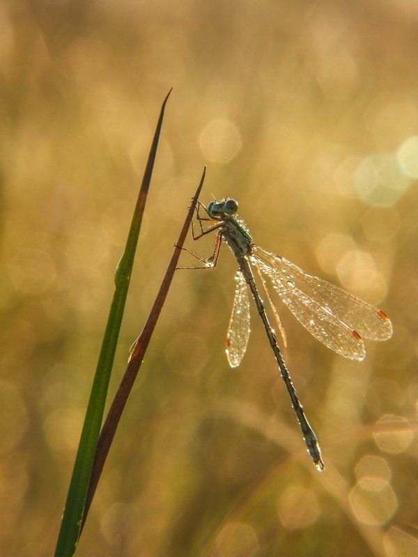 Утренняяphoto preview