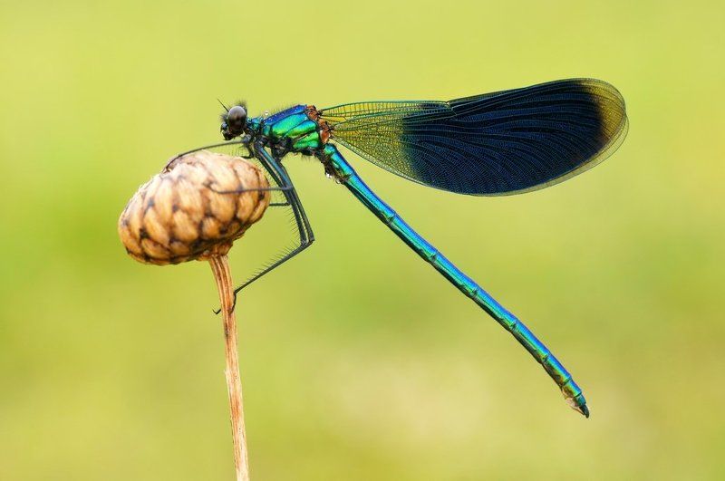 What important dragonfly ... фото превью