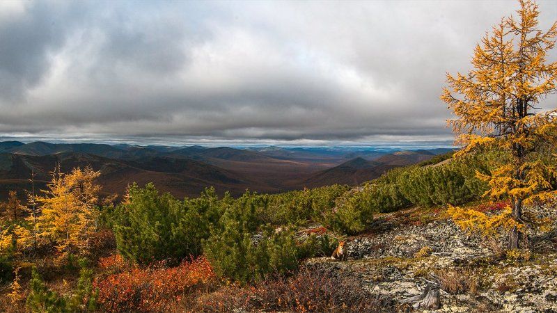 якутия, оймяконский район, лис, лиственница, осень Привет, братец лис фото превью