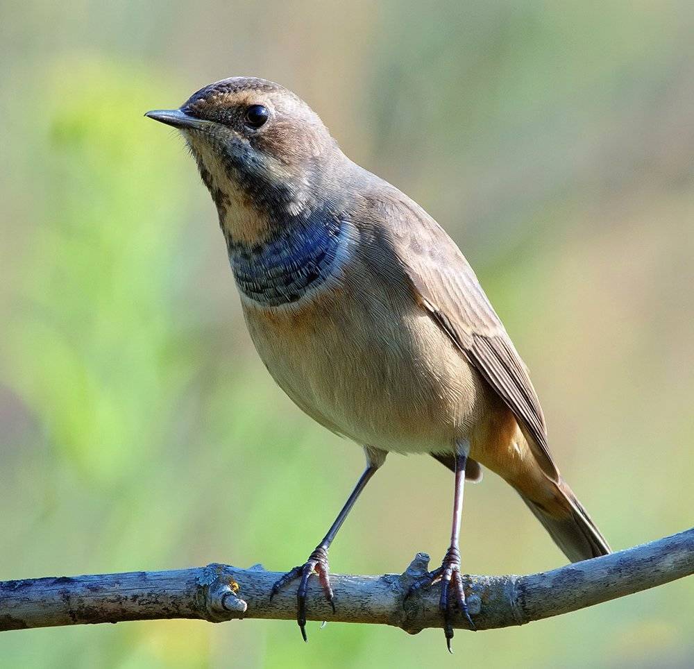 ***. Автор: Alexey Gnilenkov luscinia svecica, варакушка, Alexey Gnilenkov