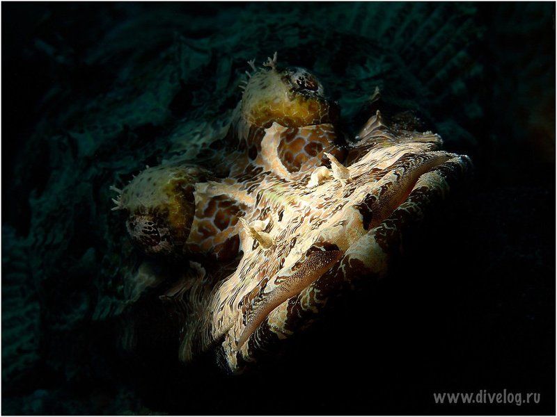 Эксперименты с крокодиломphoto preview