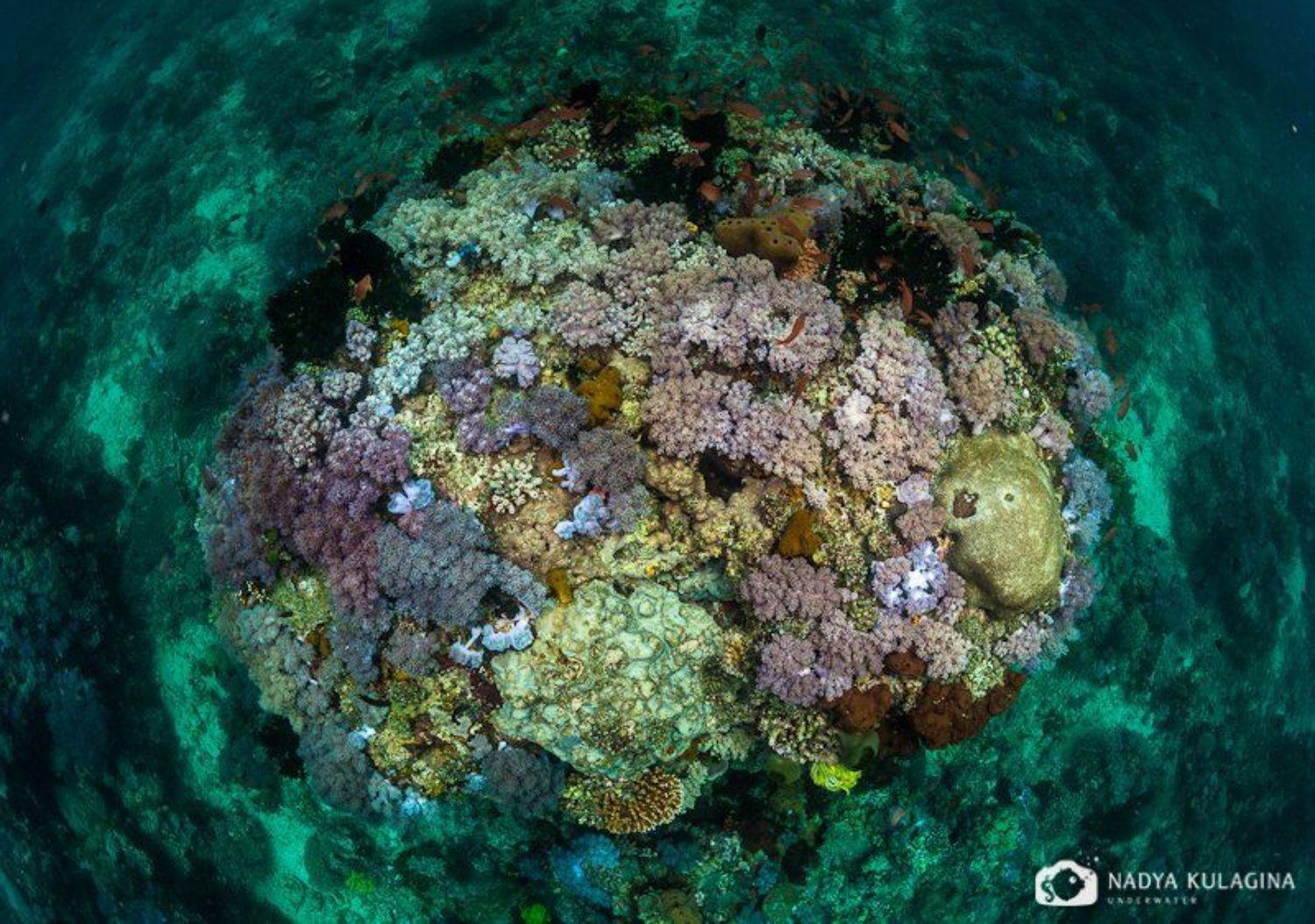 ***. Автор: Nadya Kulagina , Nadya Kulagina