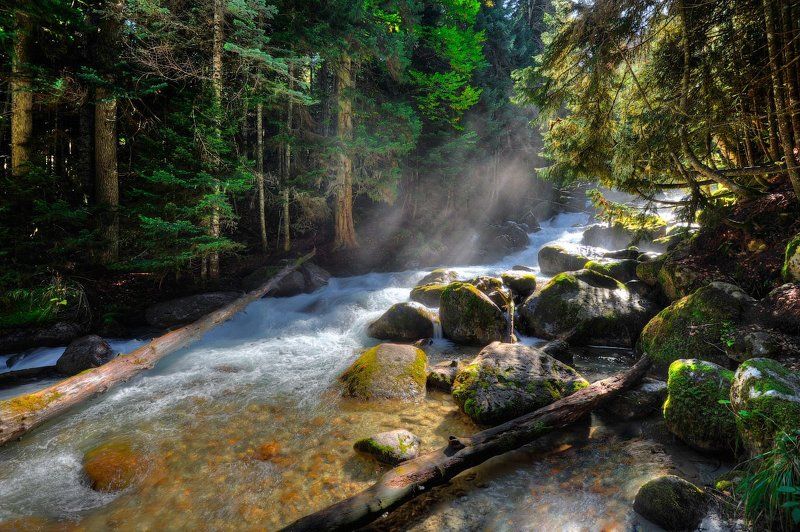 Горы, Домбай, Лес Forest Talephoto preview