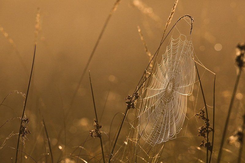 Кружева.photo preview