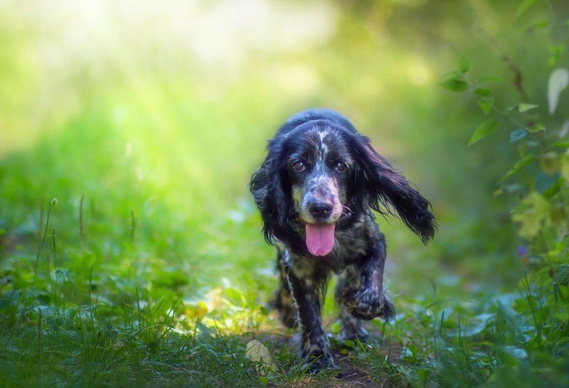 фотограф, животных, саров, охота, собаки, портрет, движение, художественное, фото По следу солнечного зайцаphoto preview