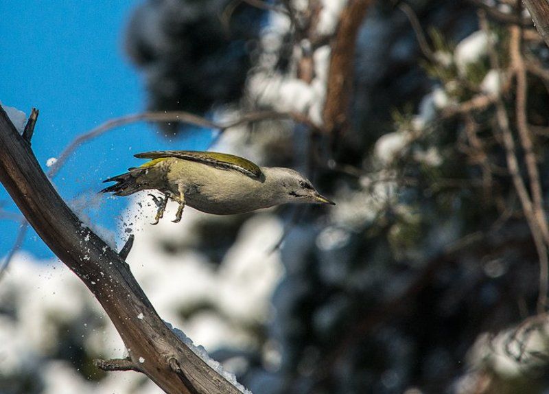 Picus canusphoto preview