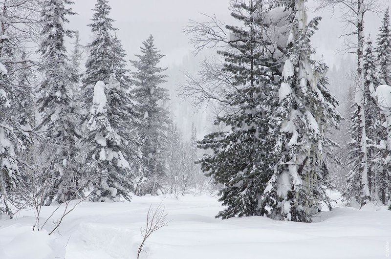 PRO Белое безмолвие (2 часть) ...photo preview