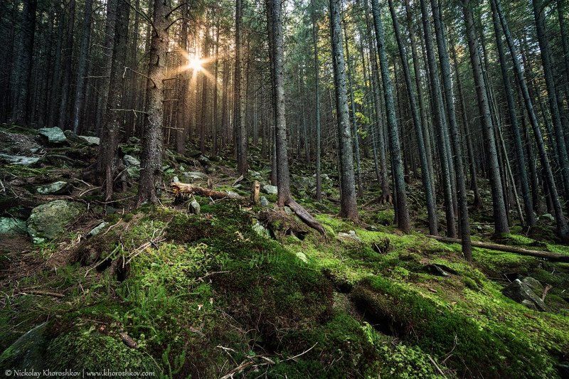 Лесное царствоphoto preview