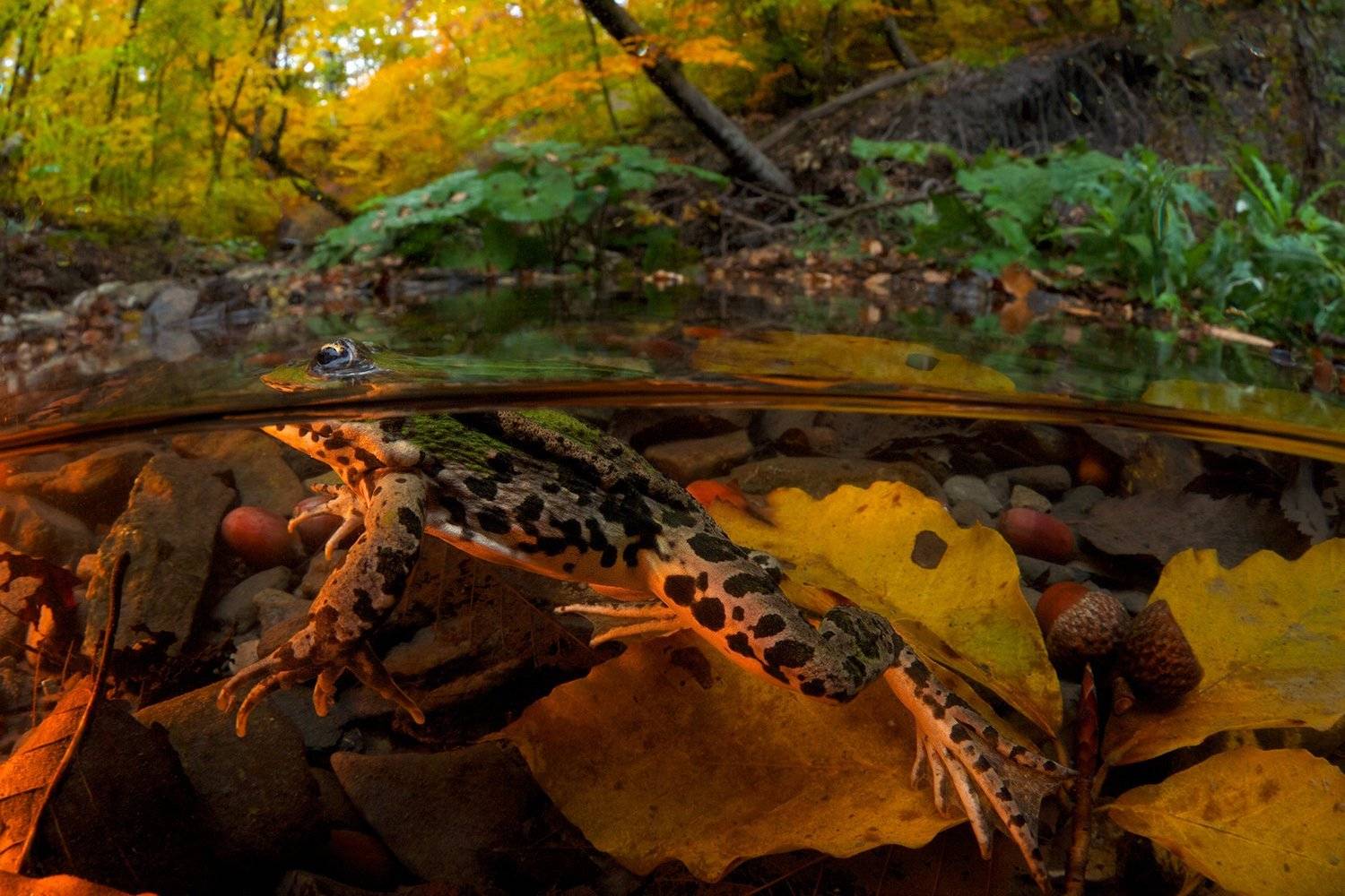 , Никифоров Егор