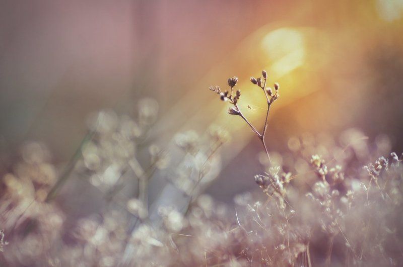 С нежностью о летеphoto preview