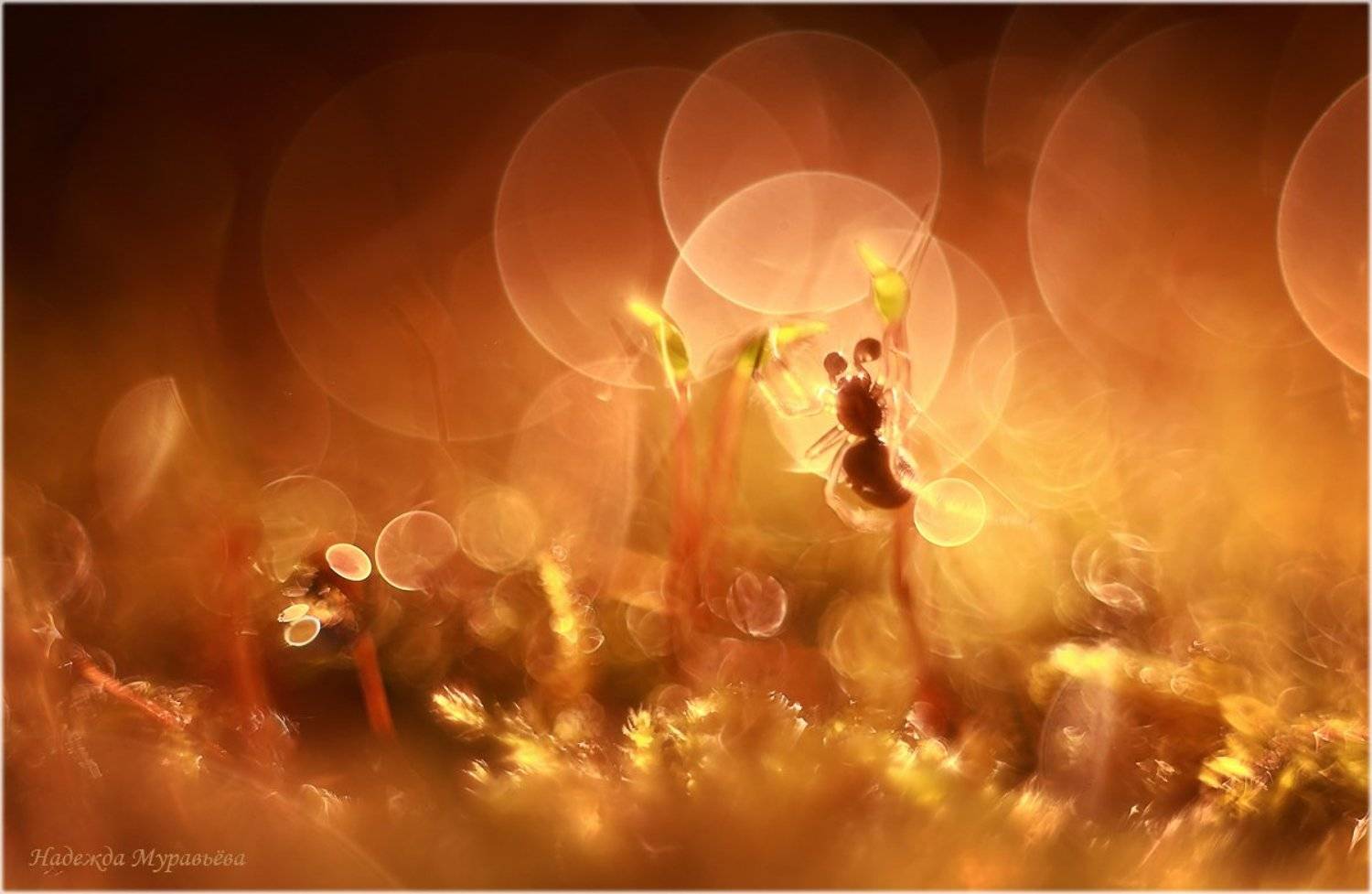 , Надежда Муравьёва