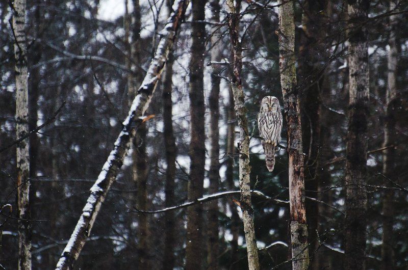 Длиннохвостая неясыть.photo preview