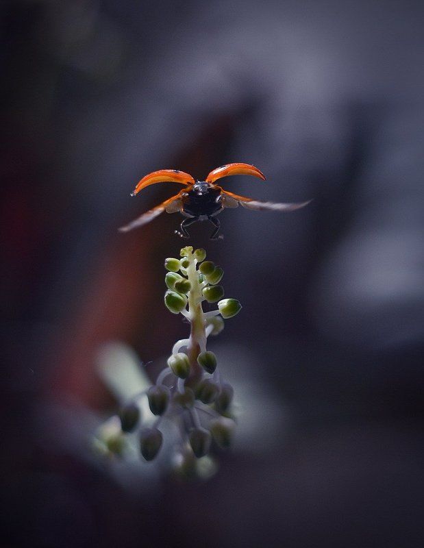 Орел.photo preview