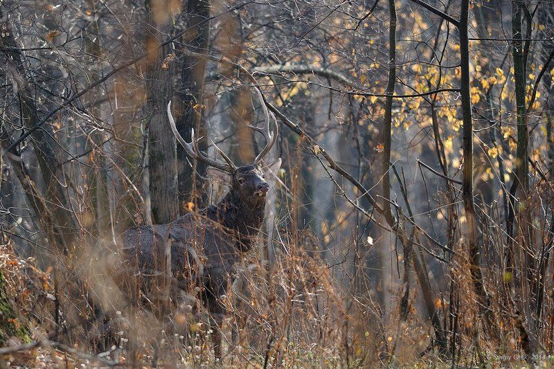 Негаphoto preview