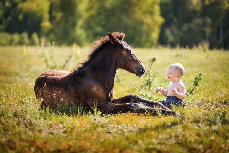 Жанровый портрет, Жеребенок, Лето, Малыш Малышиphoto preview