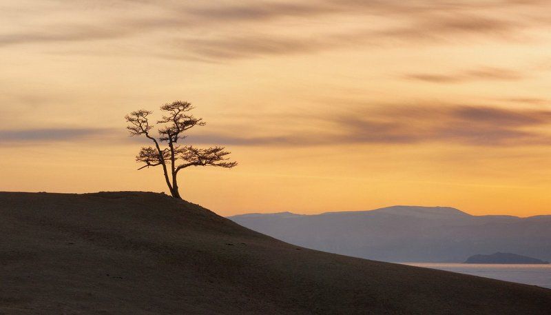 Байкал, Дерево Хужирская лиственницаphoto preview