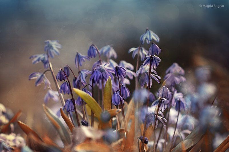 Spring Symphonyphoto preview