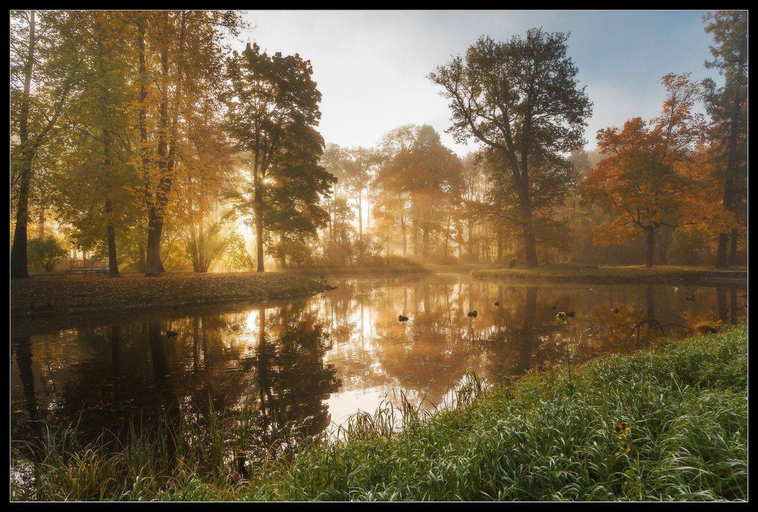 про_Свет Осени.... Автор: Илья Штром Екатерининский, Осень, Парк, Пушкин, Рассвет, Село, Туман, Царское, Царское село, Илья Штром