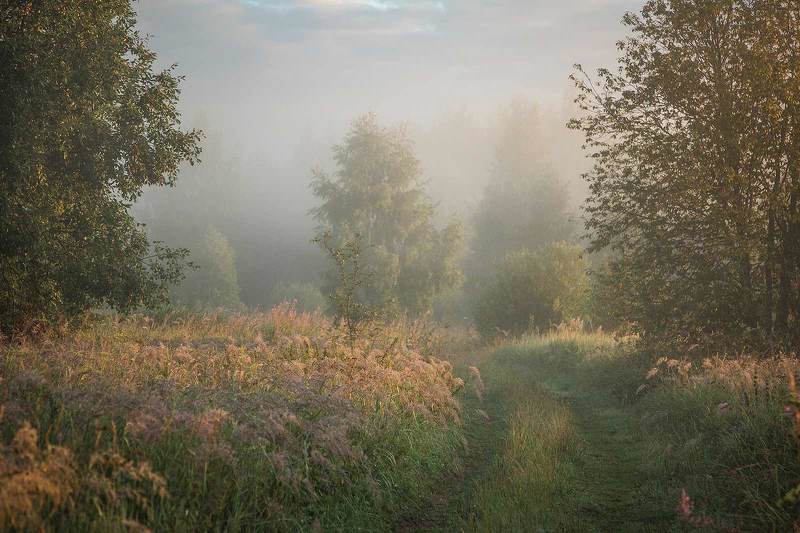 Утренняя дорога в лесphoto preview