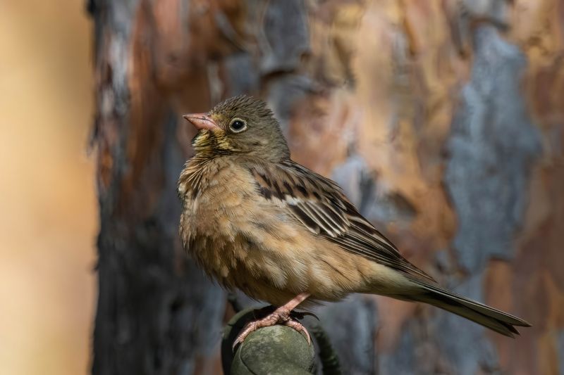 садовая овсянка, ортолан Ортоланphoto preview