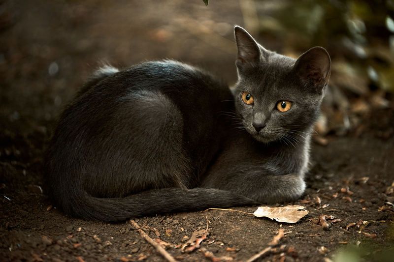 пепельный кот, дворовый кот photo preview