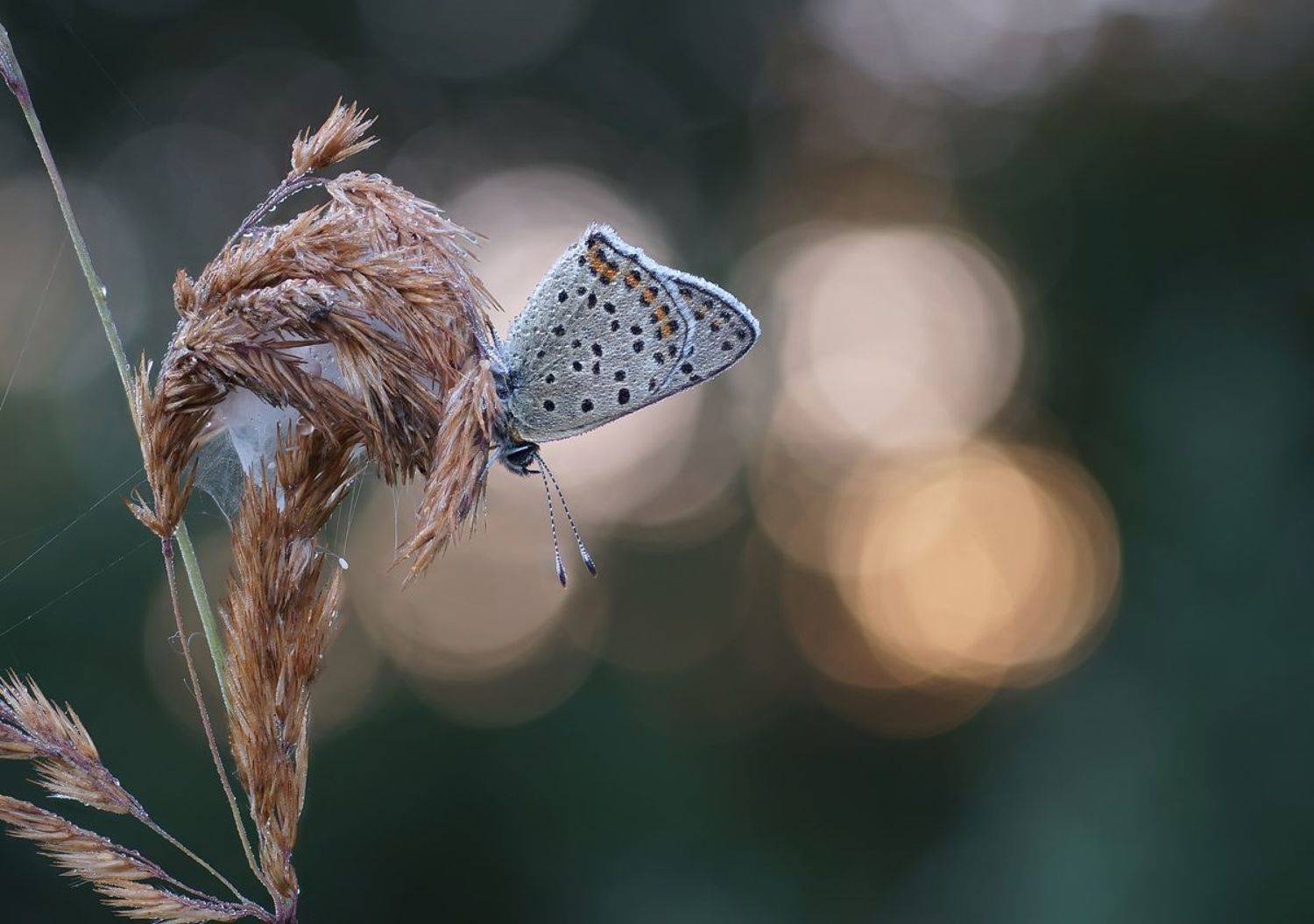 ***. Автор: Чепленко Алексей Бабочка, боке, роса, утро, Чепленко Алексей