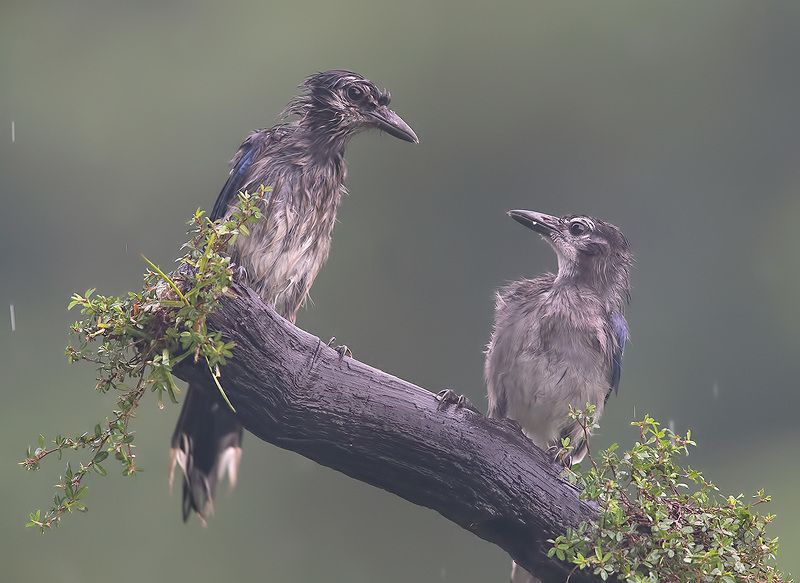 сойка, голубая сойка, jay, blue jay Blue Jays Juvenile - Молодые  Голубые сойкиphoto preview