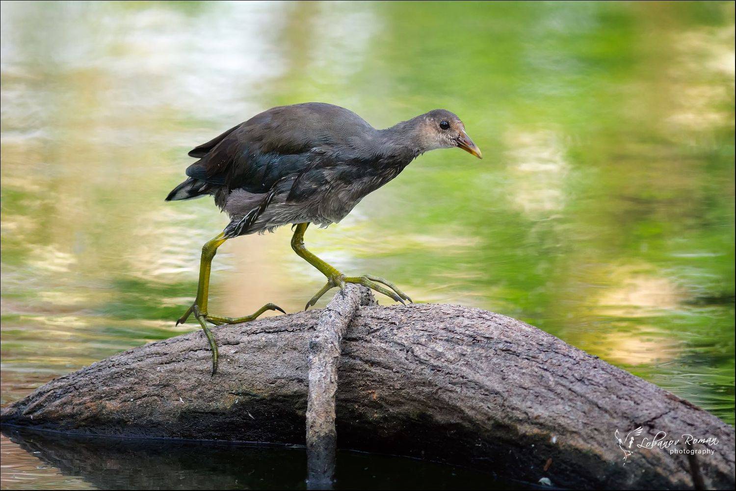 "Главное лапы ...". Автор: Лобанов Роман , Лобанов Роман