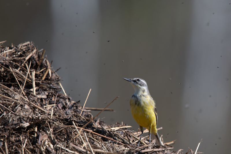 желтая трясогузка Аппетитные неуловимые мушкиphoto preview