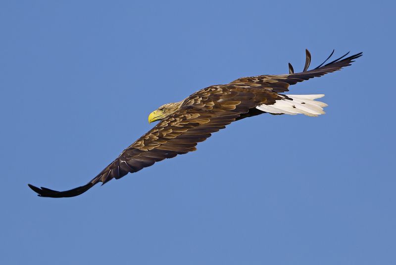 Властелин неба.photo preview